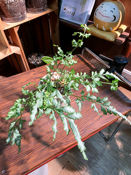 Pteris ensiformis vivtoriae 夏雪銀線蕨