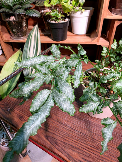 Pteris ensiformis vivtoriae 夏雪銀線蕨