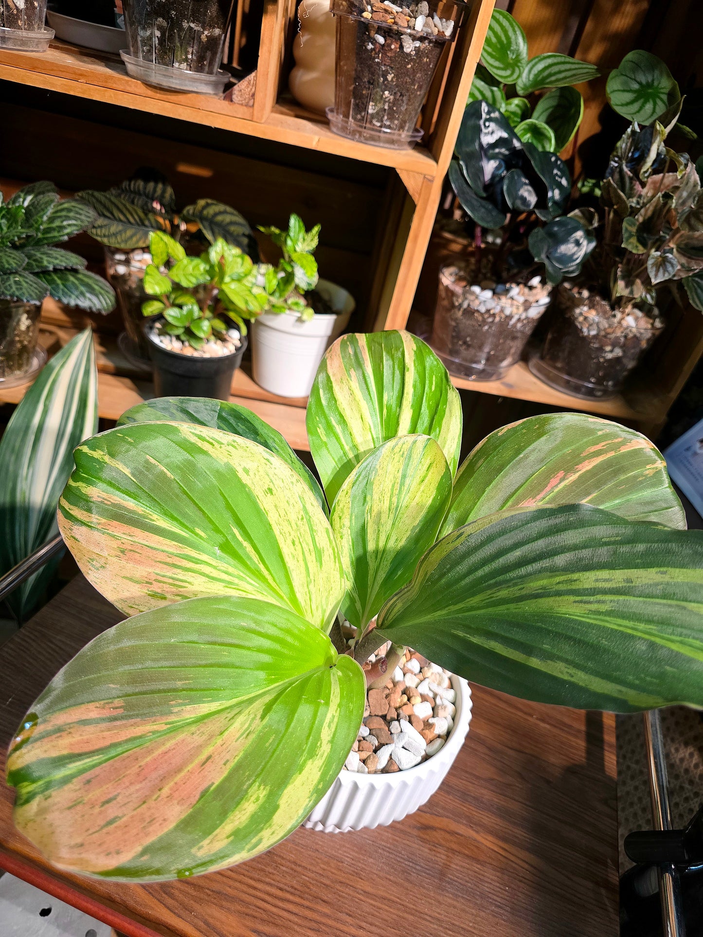 Kaempferia pulchra variegated 七彩孔雀姜錦