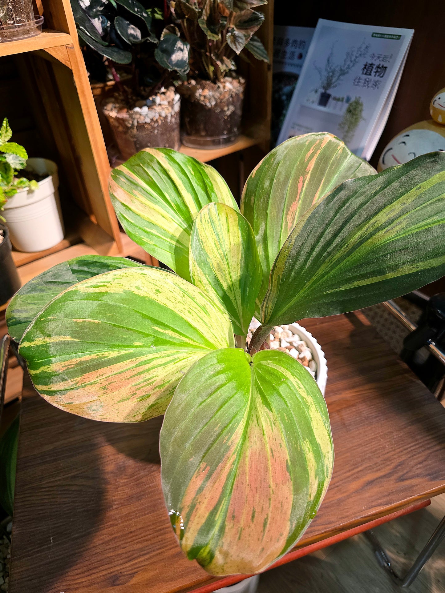 Kaempferia pulchra variegated 七彩孔雀姜錦