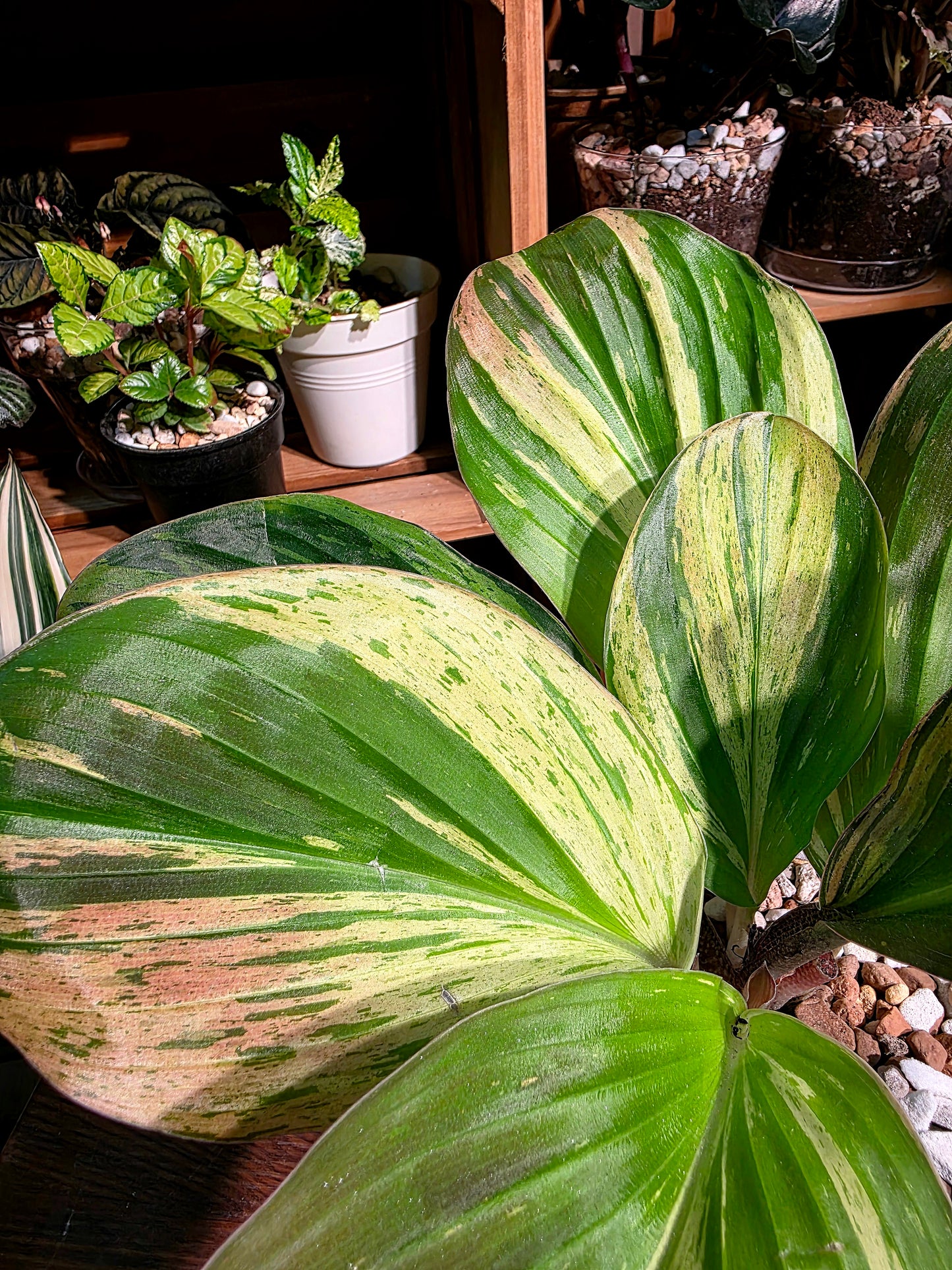 Kaempferia pulchra variegated 七彩孔雀姜錦