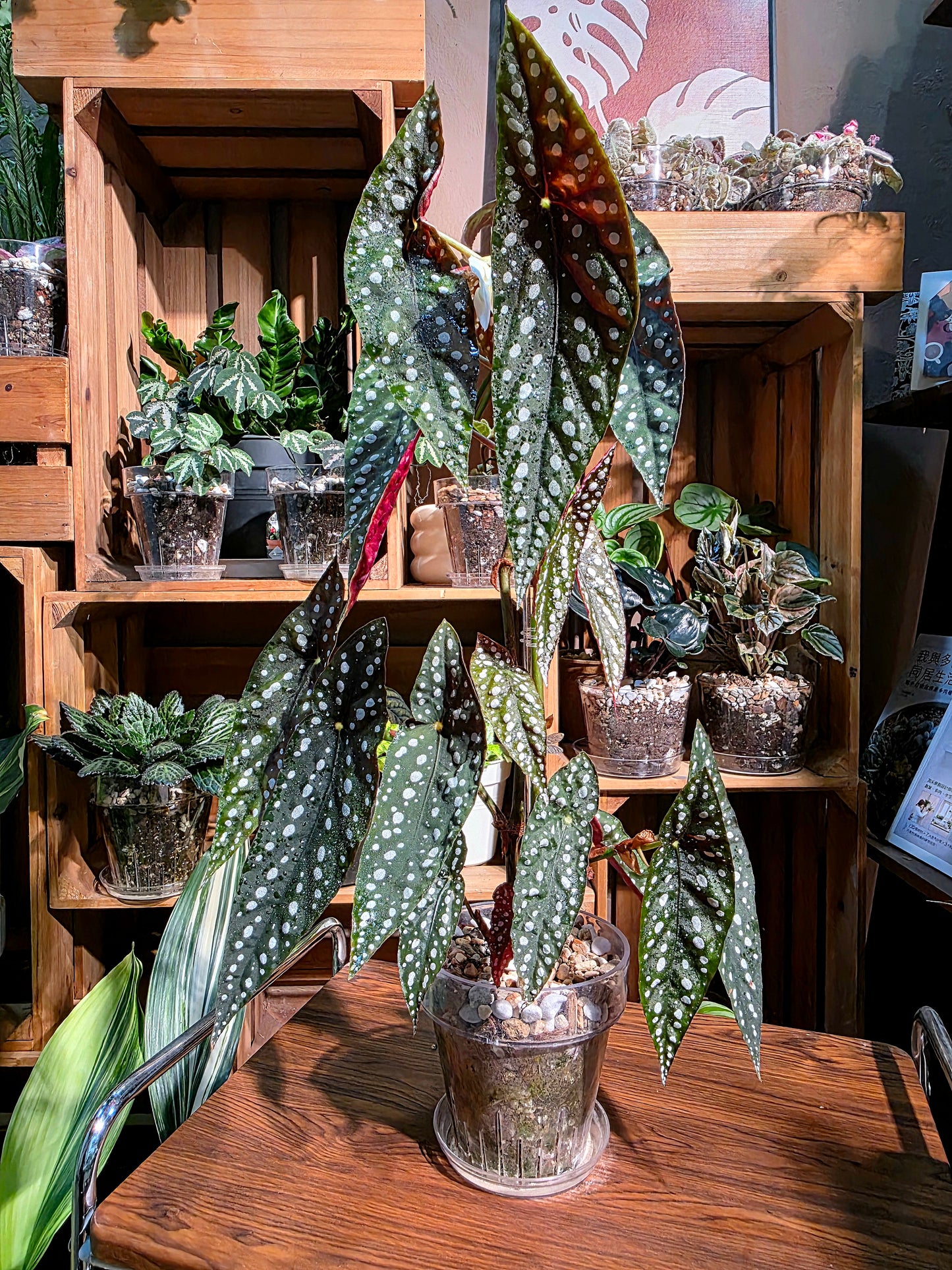 Begonia sierra mountion king 塞拉山王秋海棠