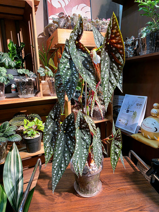 Begonia sierra mountion king 塞拉山王秋海棠