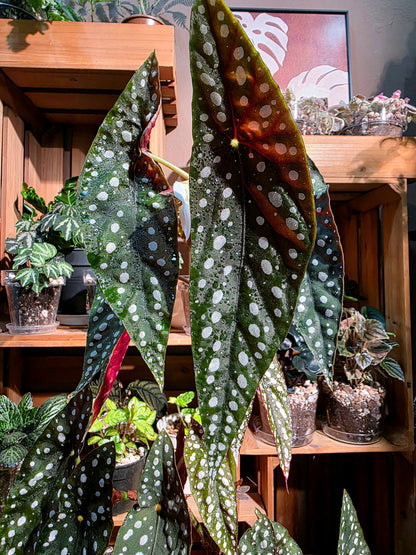 Begonia sierra mountion king 塞拉山王秋海棠