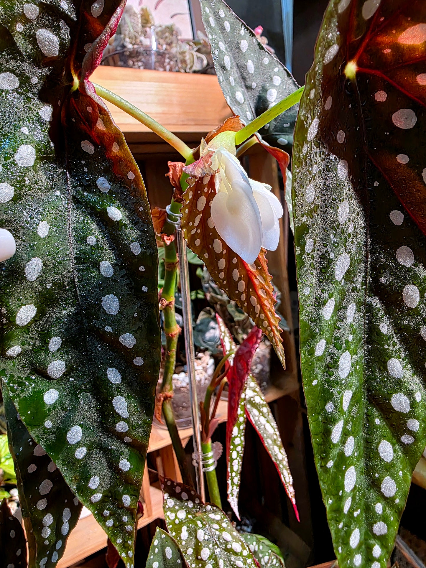 Begonia sierra mountion king 塞拉山王秋海棠