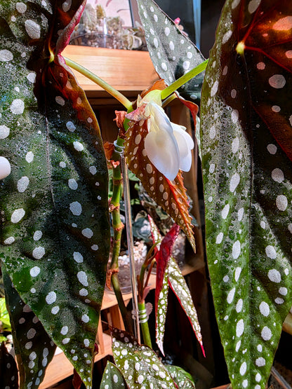 Begonia sierra mountion king 塞拉山王秋海棠