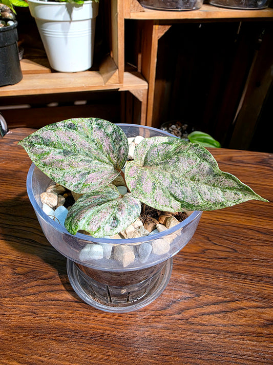 Piper sylvaticum pink variegated 粉錦水晶胡椒