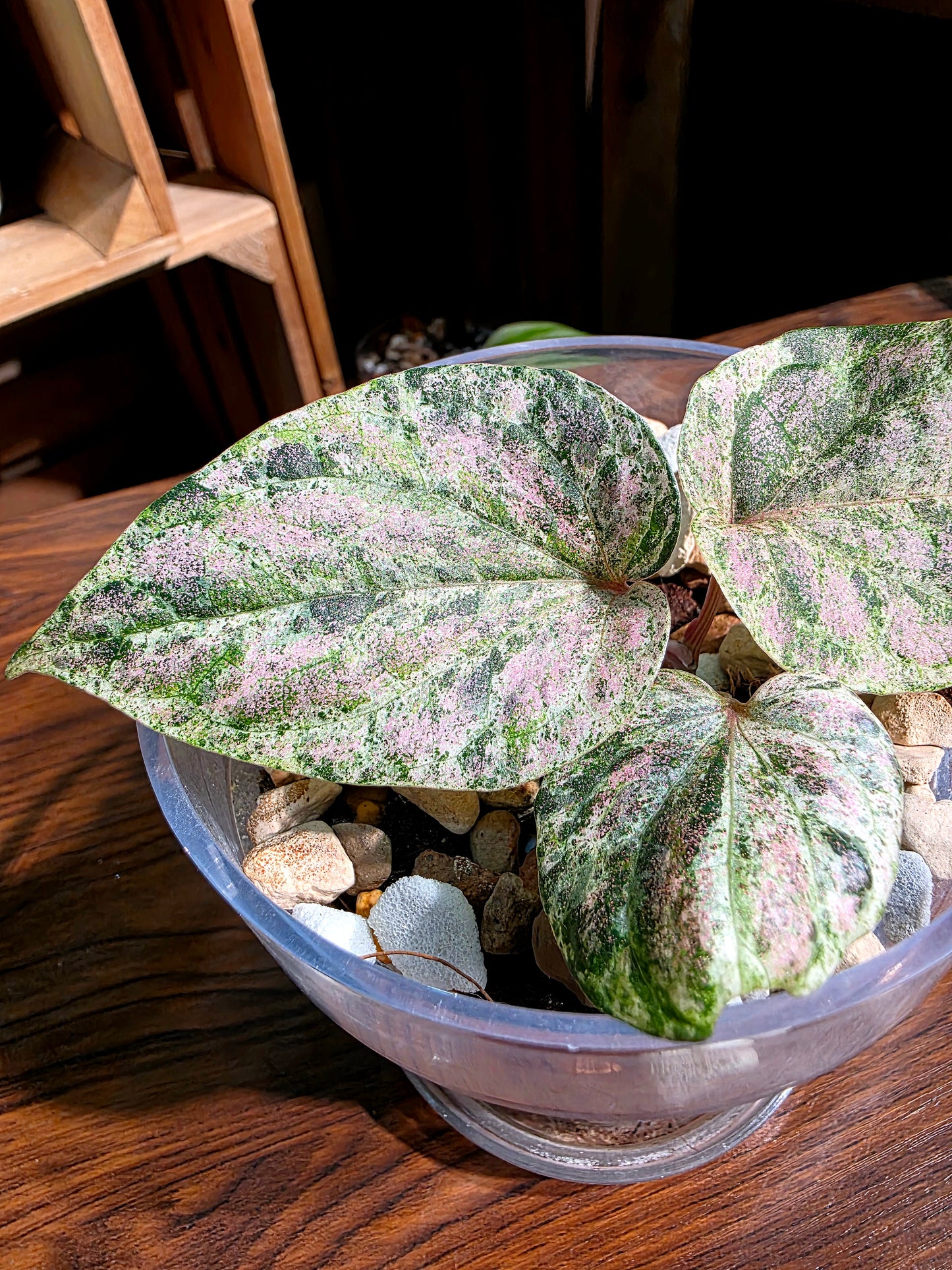 Piper sylvaticum pink variegated 粉錦水晶胡椒