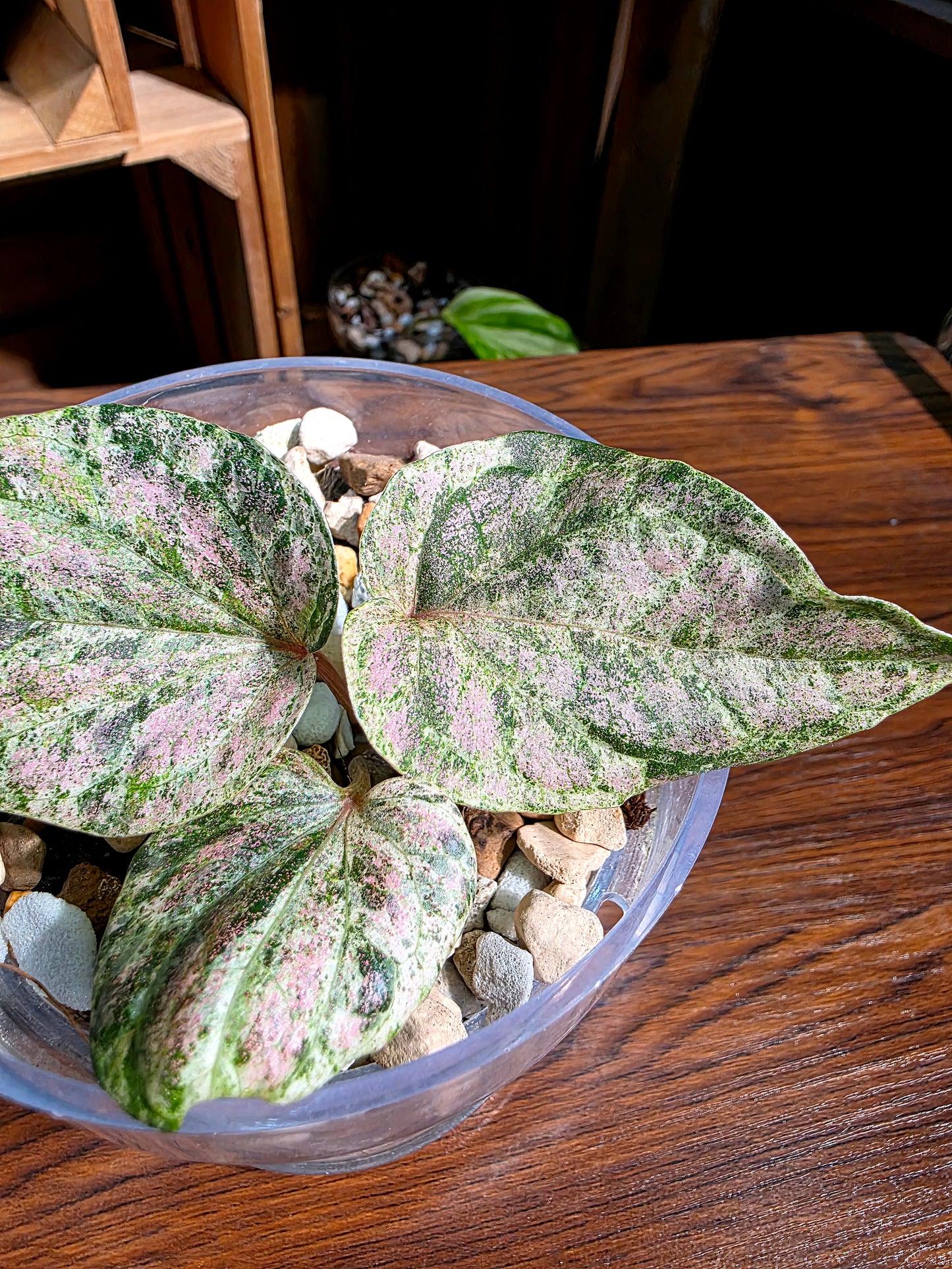 Piper sylvaticum pink variegated 粉錦水晶胡椒