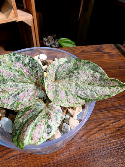 Piper sylvaticum pink variegated 粉錦水晶胡椒