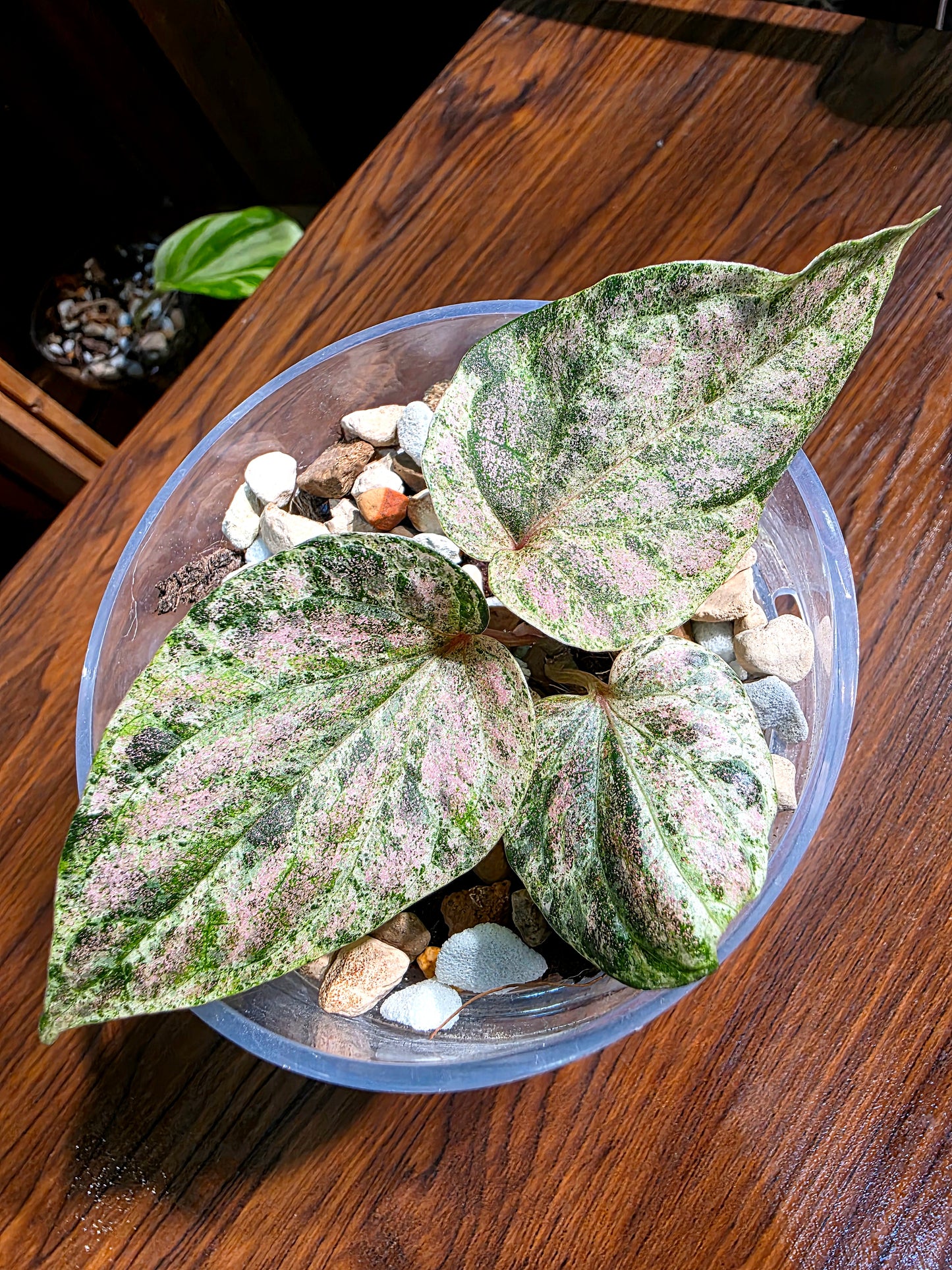 Piper sylvaticum pink variegated 粉錦水晶胡椒