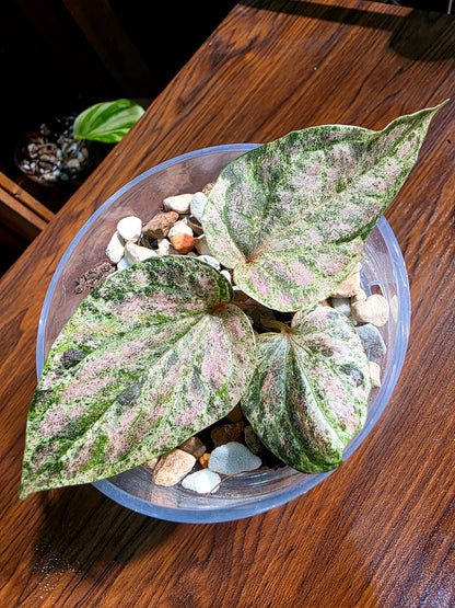 Piper sylvaticum pink variegated 粉錦水晶胡椒