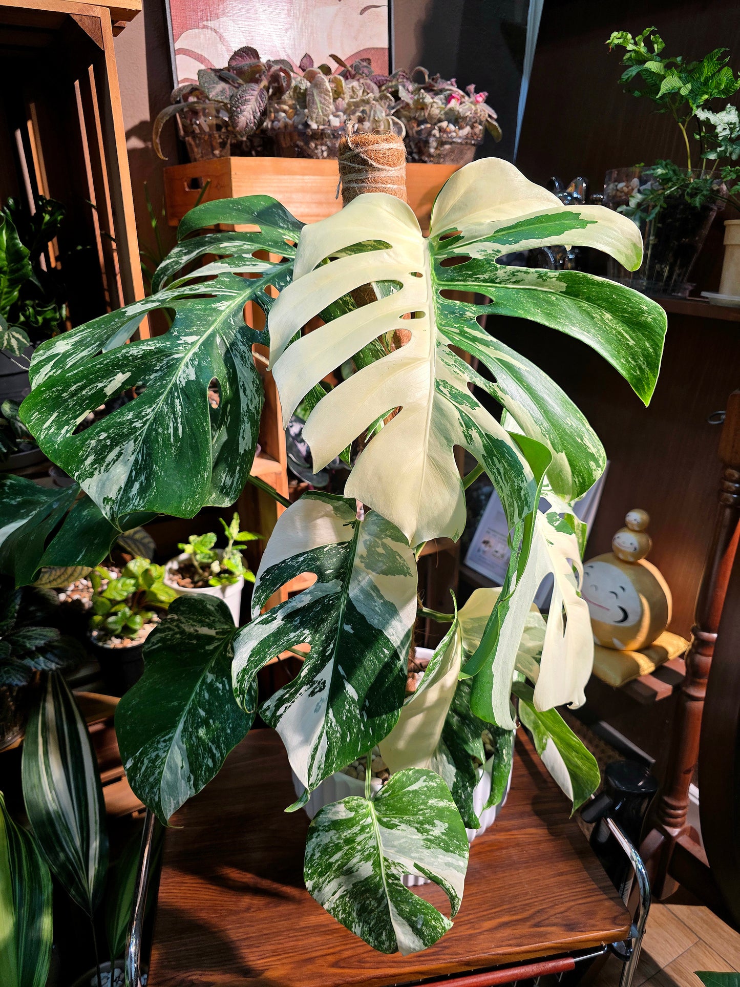 Monstera albo veriagated 白斑龜背竹