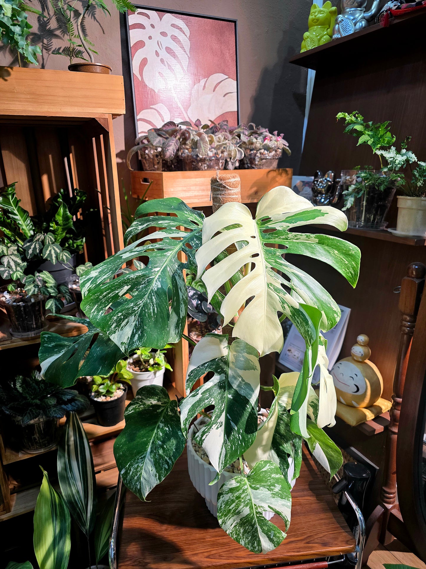 Monstera albo veriagated 白斑龜背竹