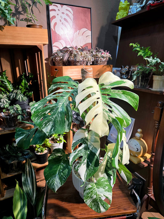 Monstera albo veriagated 白斑龜背竹