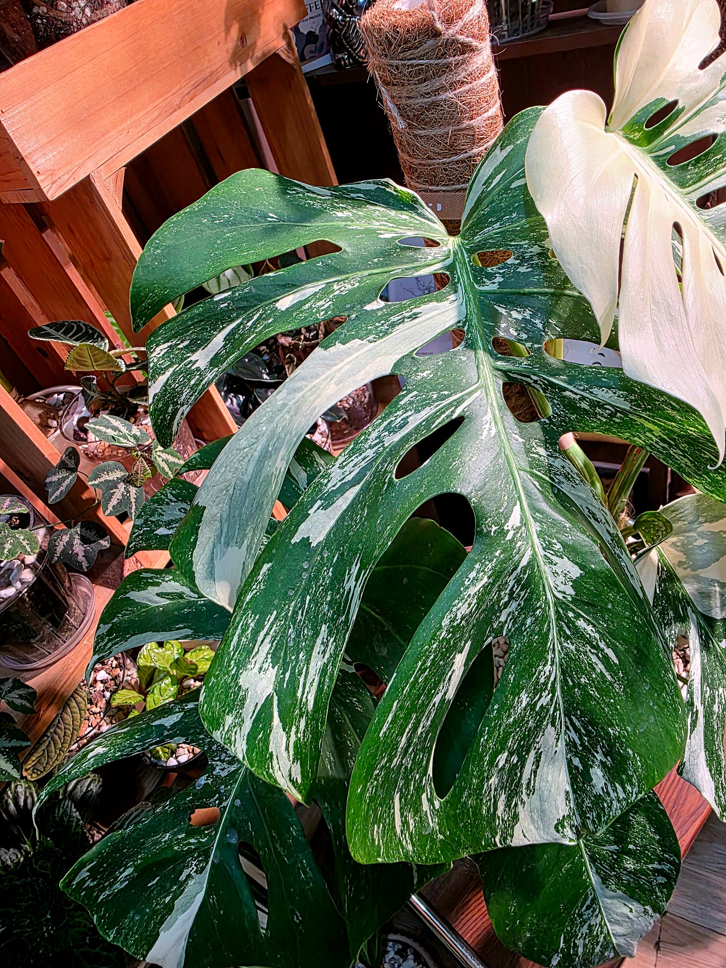 Monstera albo veriagated 白斑龜背竹