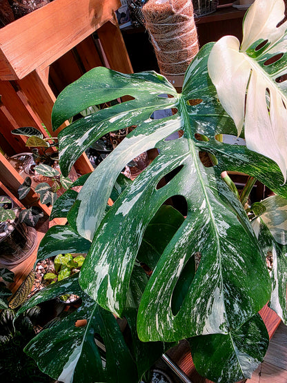 Monstera albo veriagated 白斑龜背竹