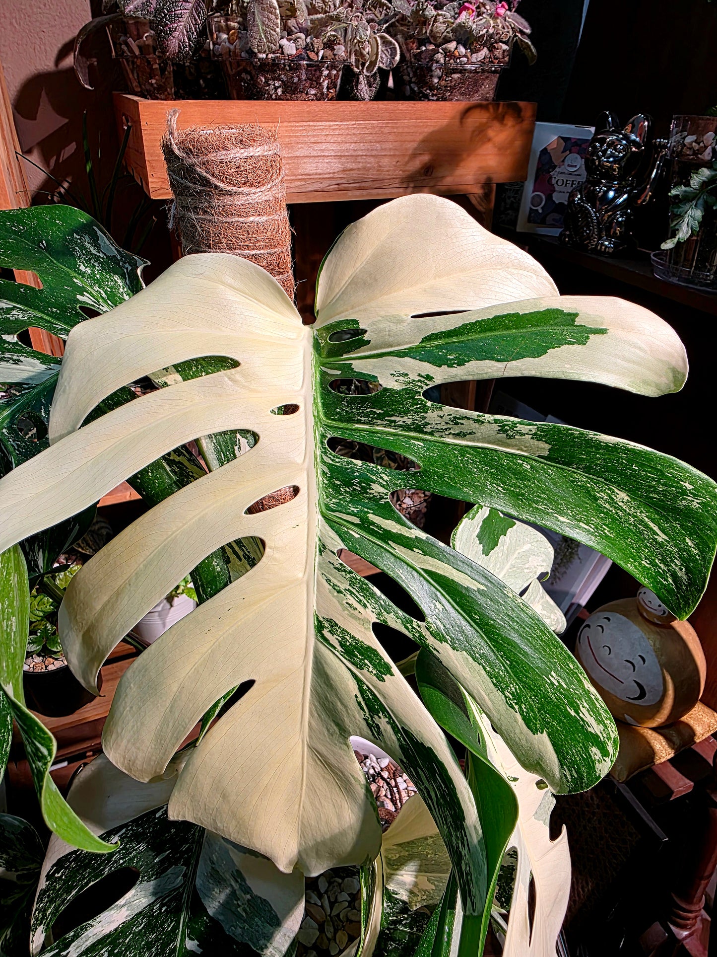 Monstera albo veriagated 白斑龜背竹