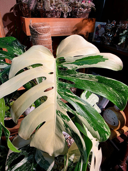 Monstera albo veriagated 白斑龜背竹