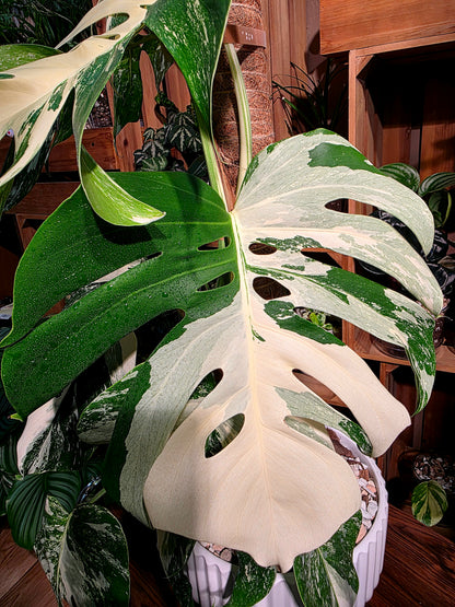 Monstera albo veriagated 白斑龜背竹