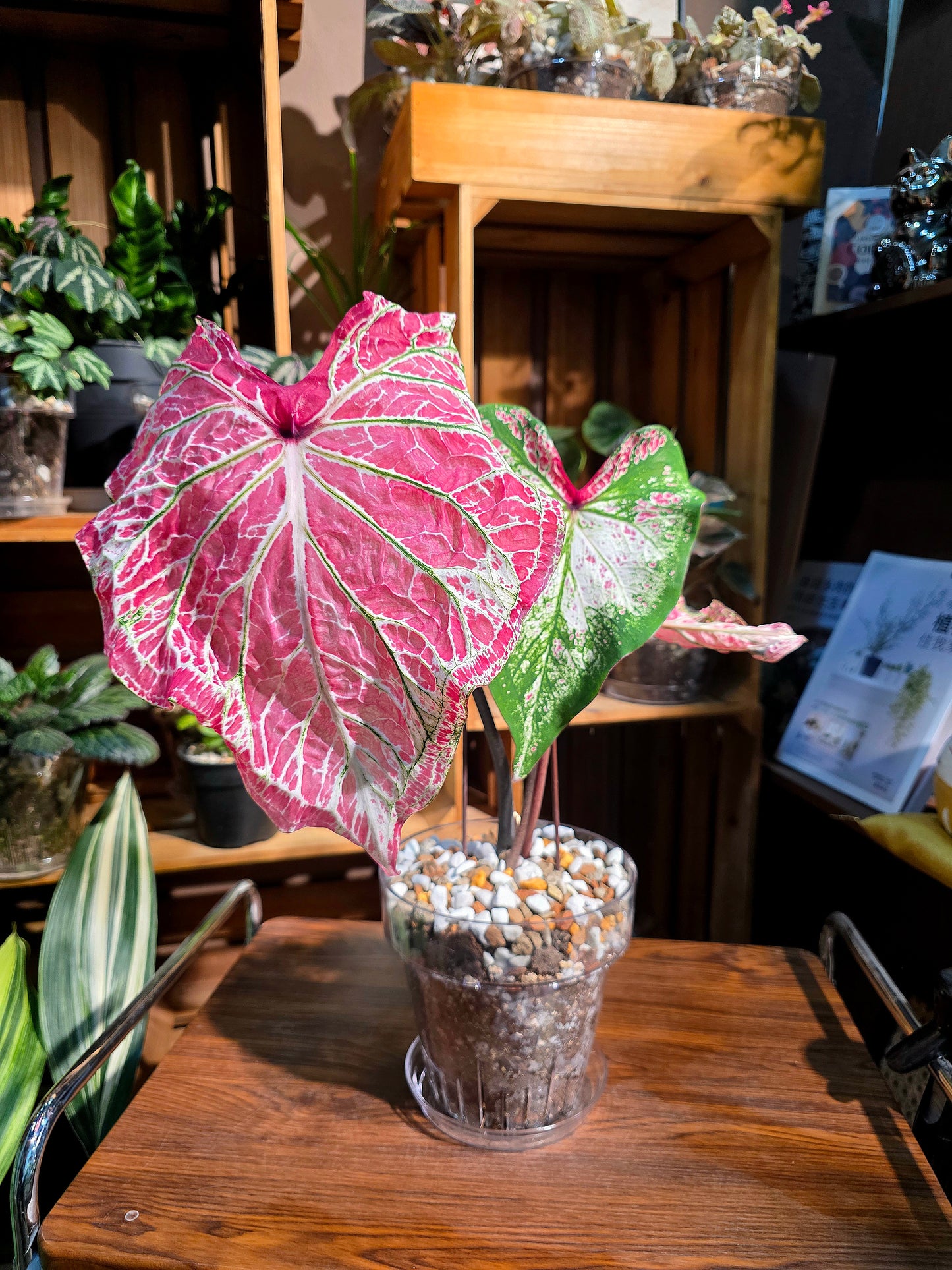 Caladium Pepper Mint 胡椒薄荷彩葉芋