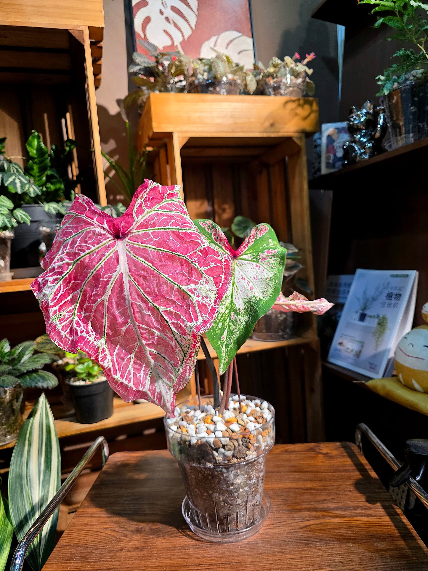 Caladium Pepper Mint 胡椒薄荷彩葉芋