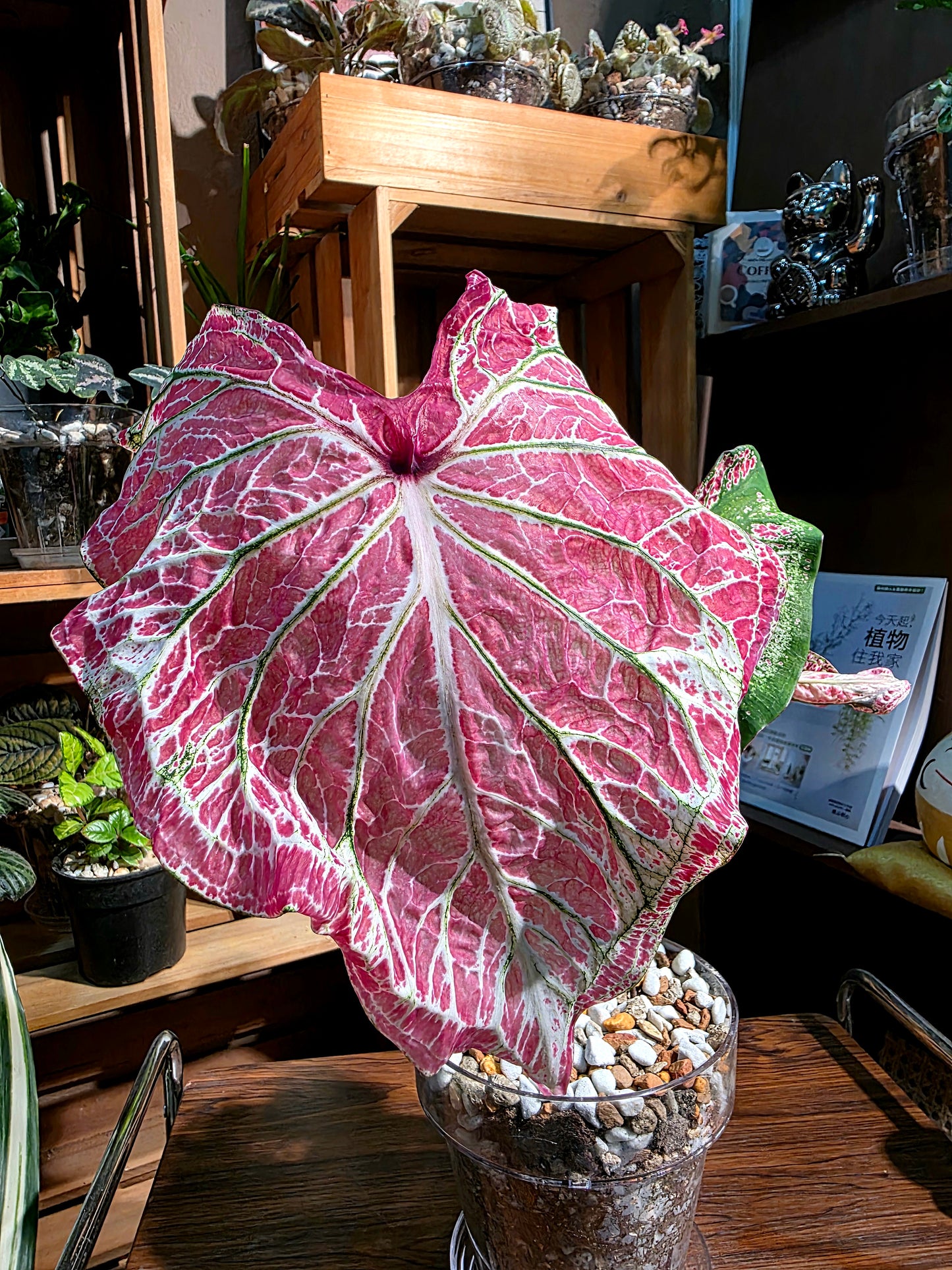 Caladium Pepper Mint 胡椒薄荷彩葉芋