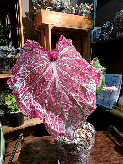 Caladium Pepper Mint 胡椒薄荷彩葉芋