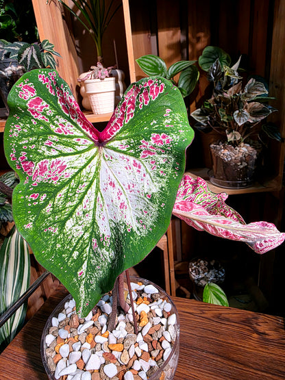 Caladium Pepper Mint 胡椒薄荷彩葉芋