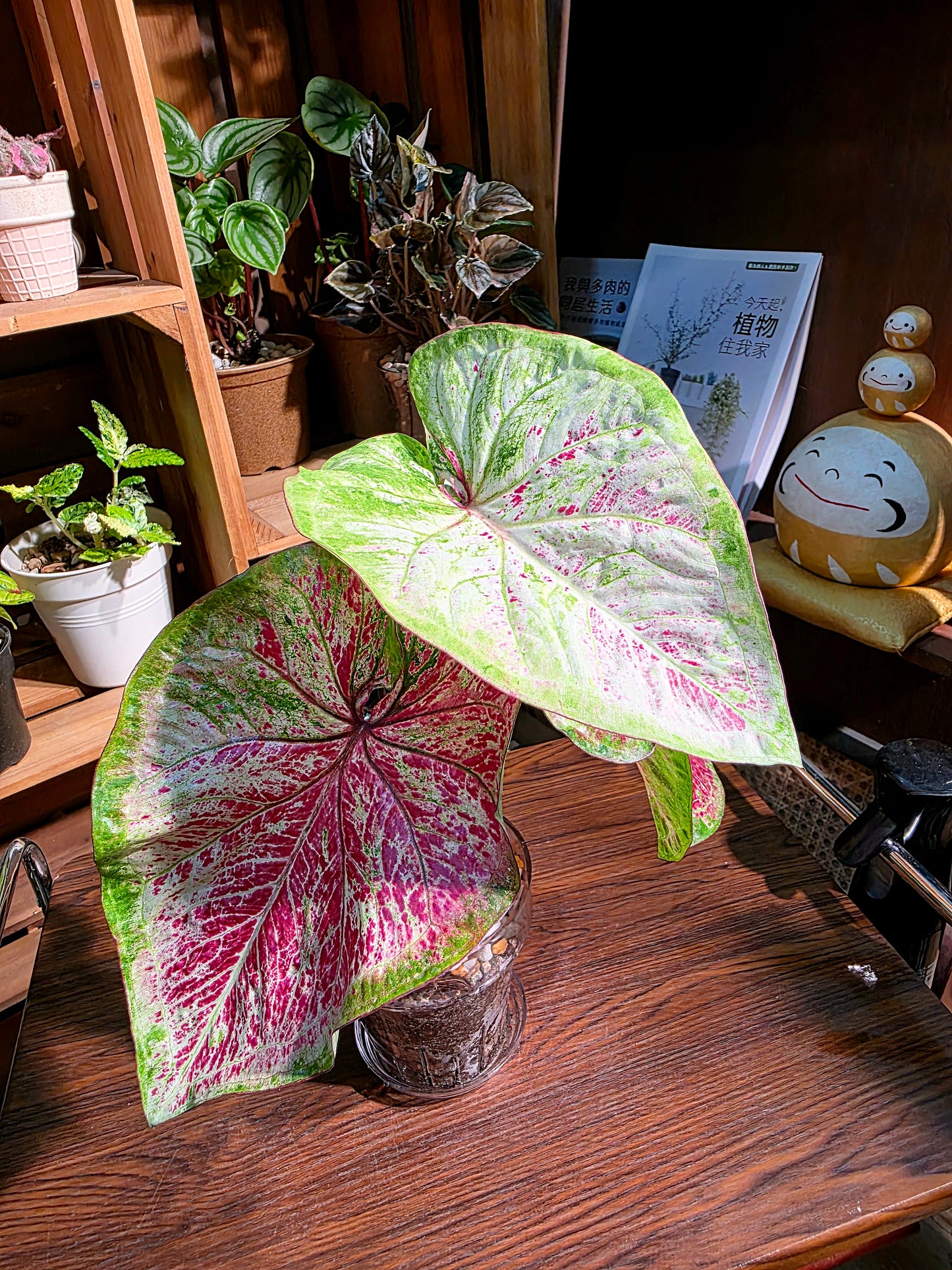 Caladium sp 泰彩