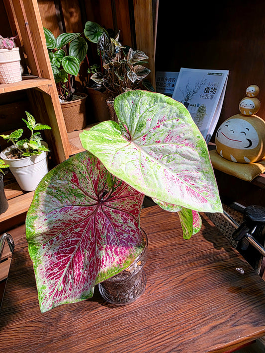 Caladium sp 泰彩