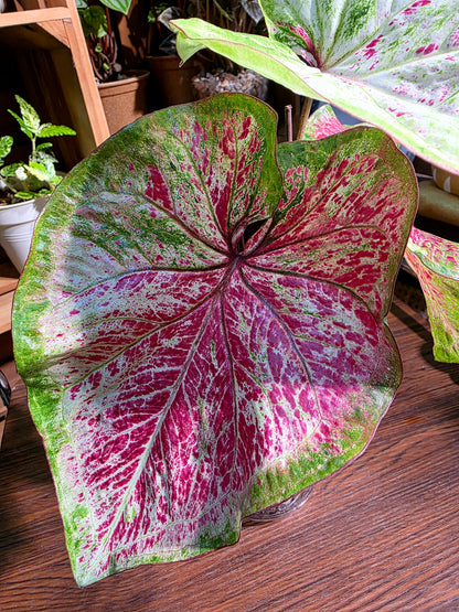 Caladium sp 泰彩