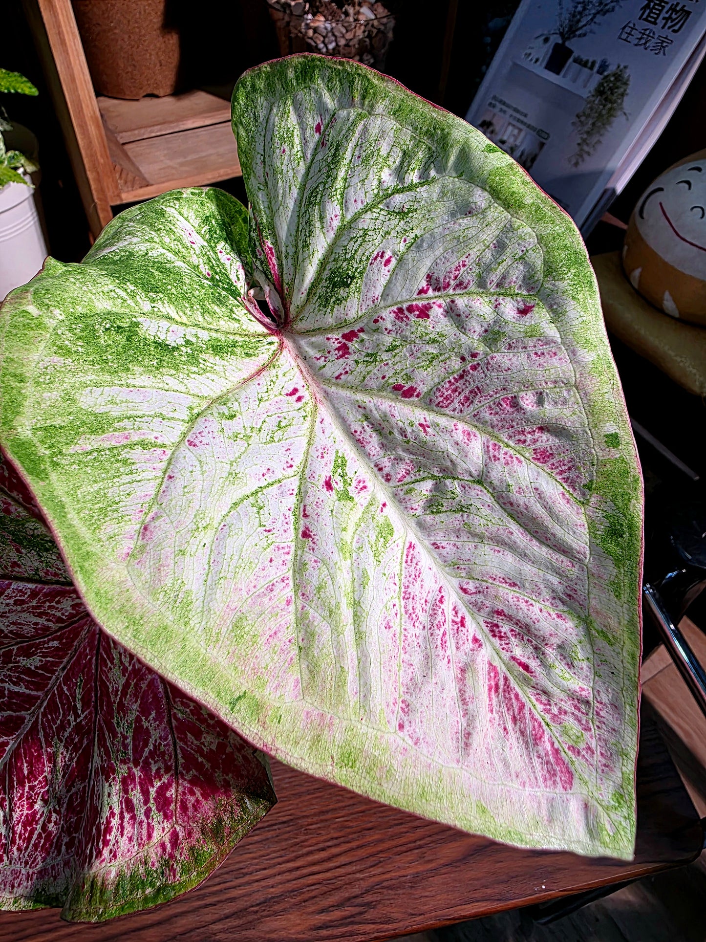 Caladium sp 泰彩