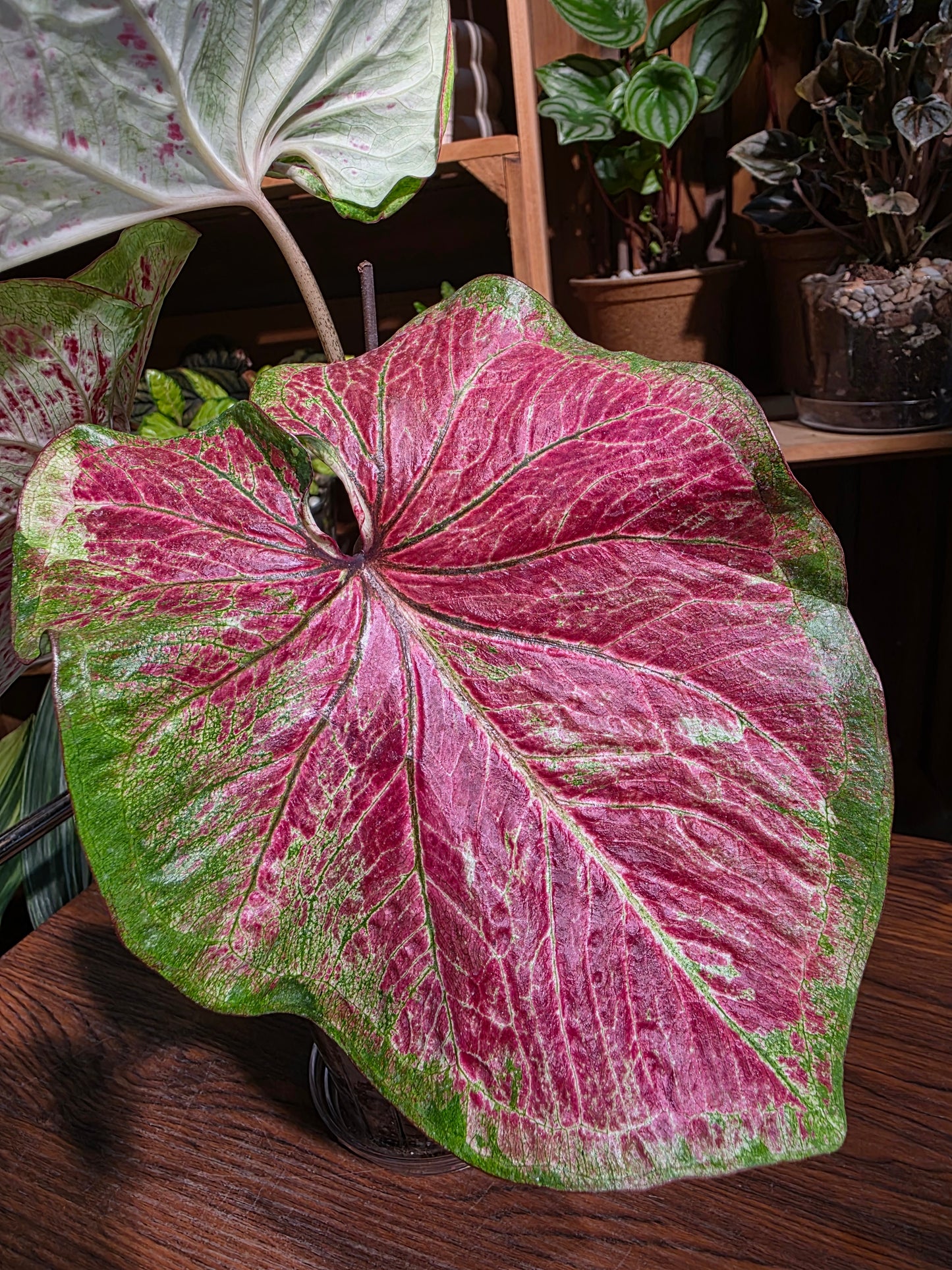 Caladium sp 泰彩