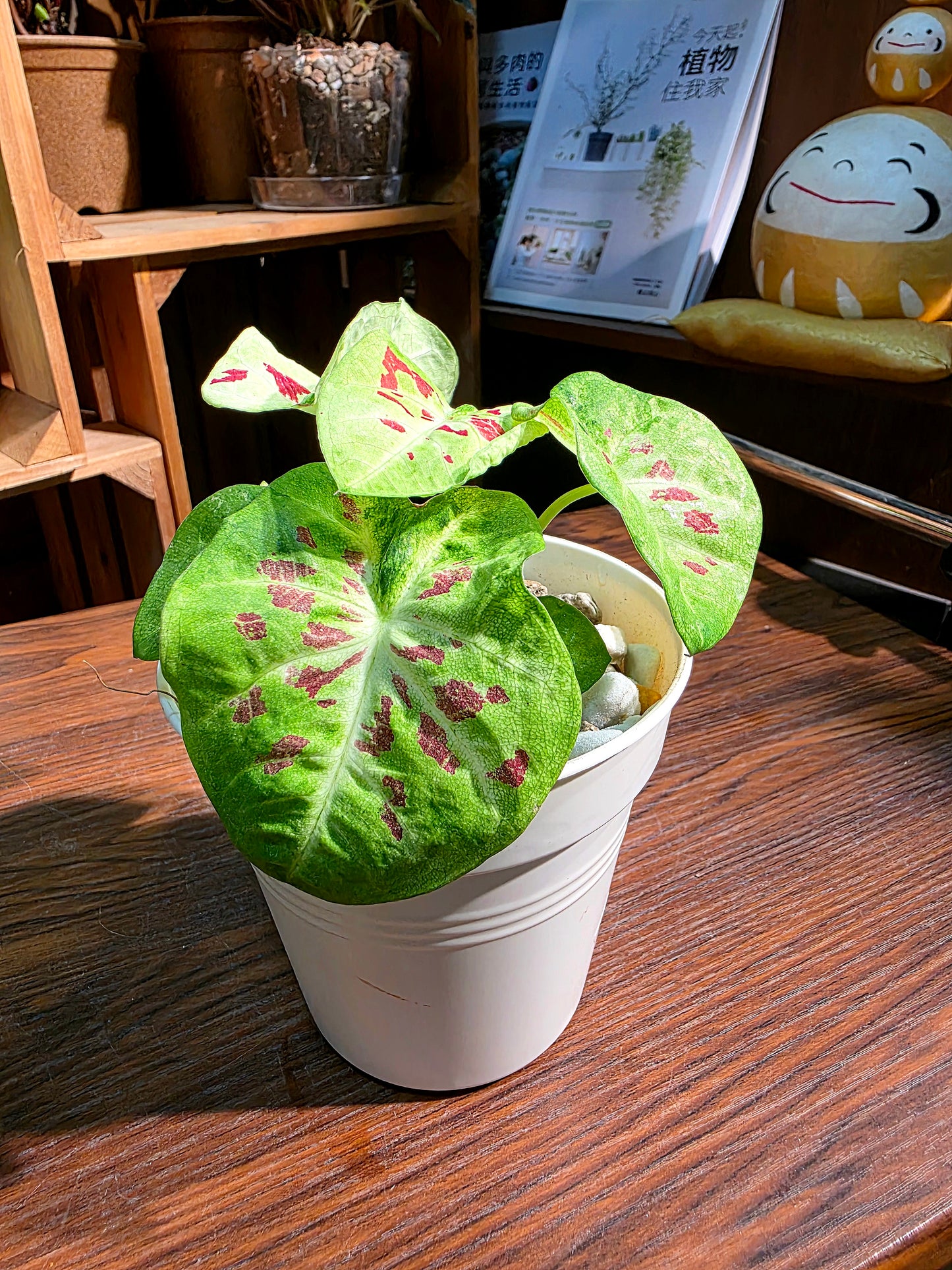 Caladium matcha beans 迷你抹茶紅豆
