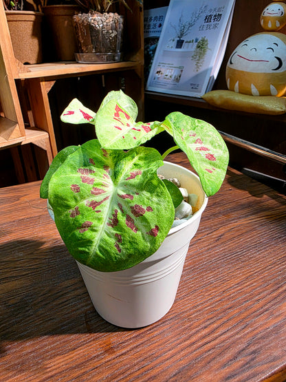 Caladium matcha beans 迷你抹茶紅豆