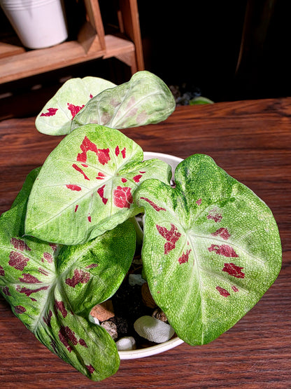 Caladium matcha beans 迷你抹茶紅豆