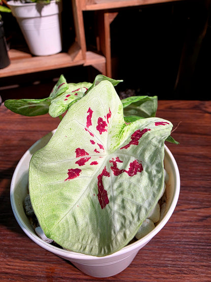 Caladium matcha beans 迷你抹茶紅豆