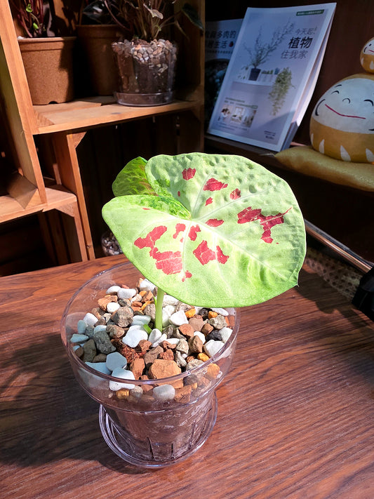 Caladium matcha beans 迷你抹茶紅豆