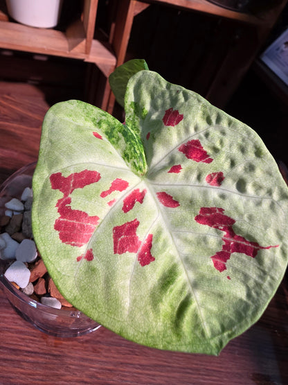 Caladium matcha beans 迷你抹茶紅豆