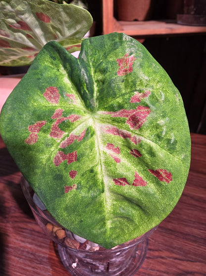 Caladium matcha beans 迷你抹茶紅豆