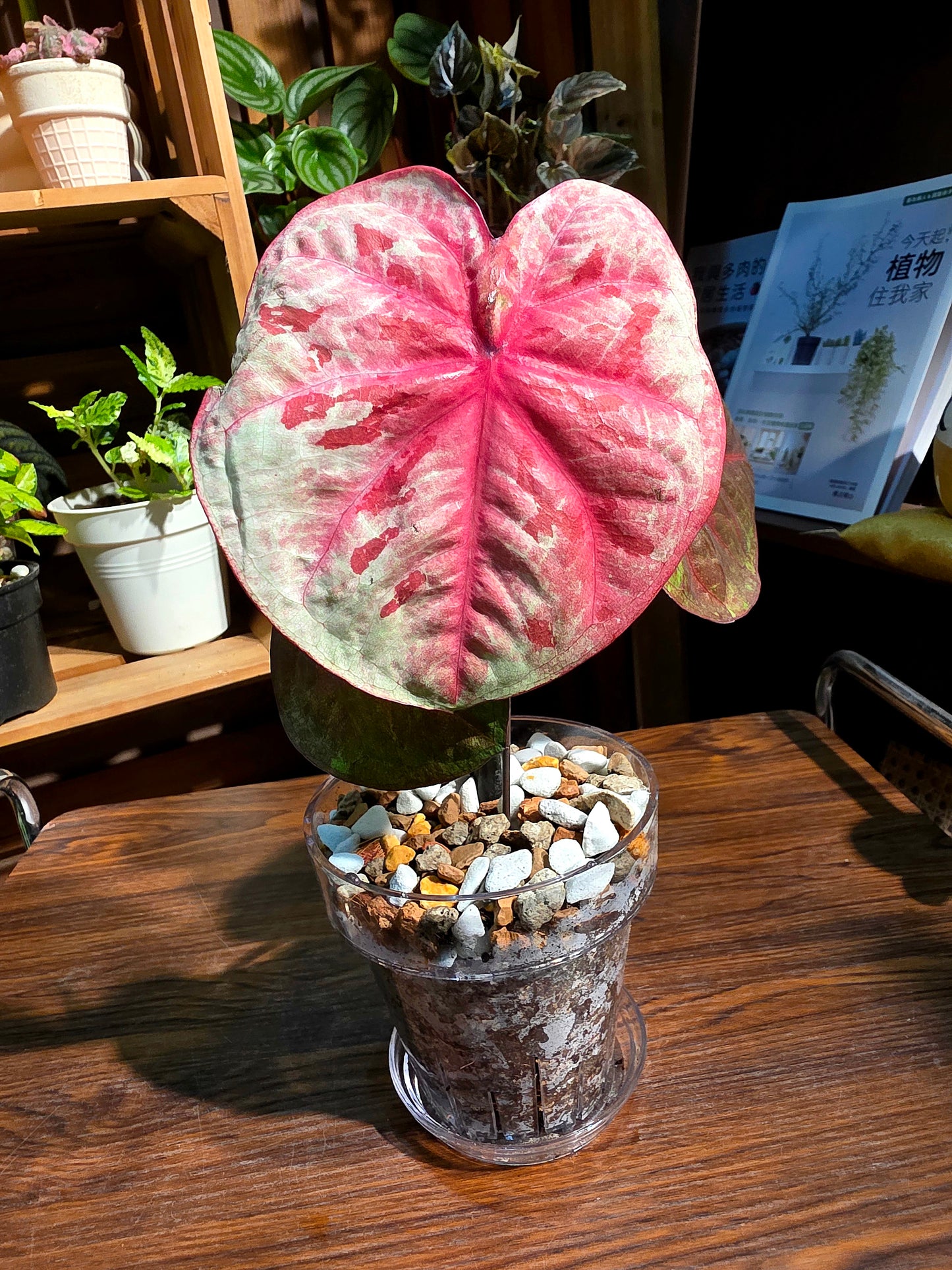 Caladium sp 泰彩