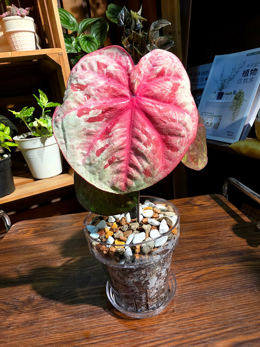 Caladium sp 泰彩