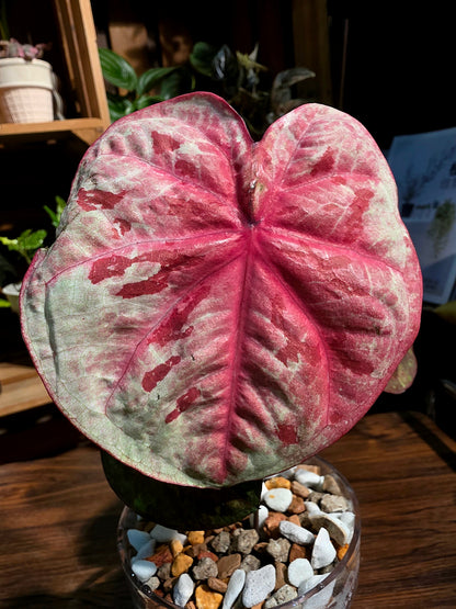 Caladium sp 泰彩