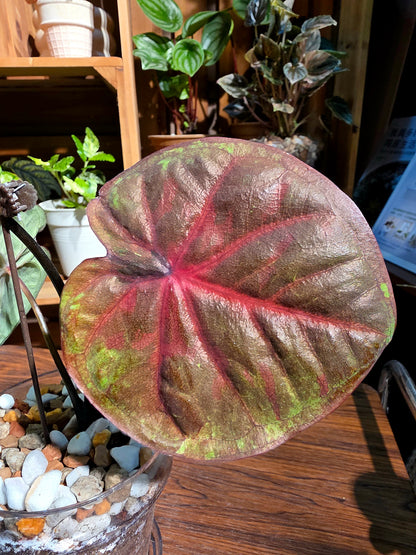 Caladium sp 泰彩