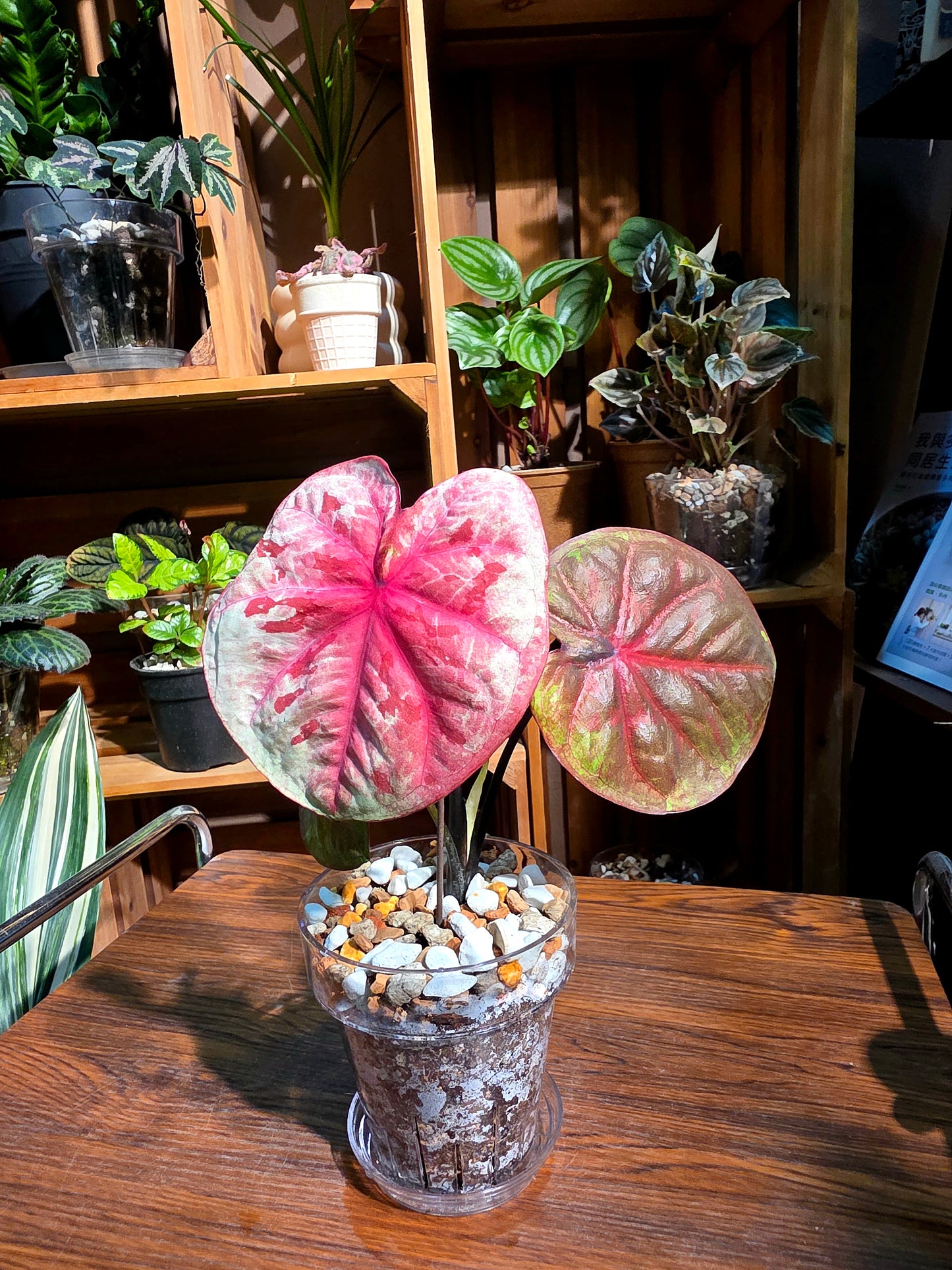 Caladium sp 泰彩