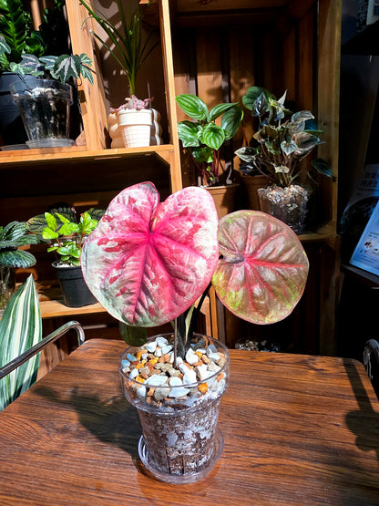 Caladium sp 泰彩