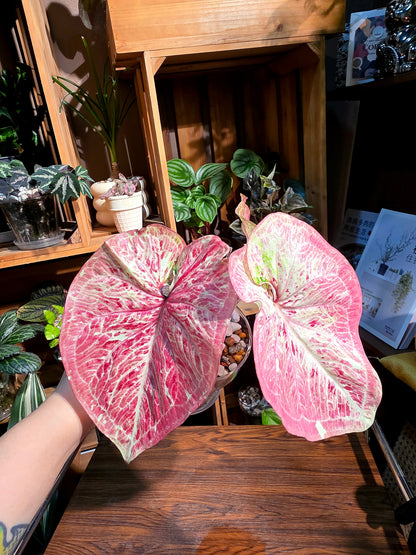 Caladium sp 泰彩