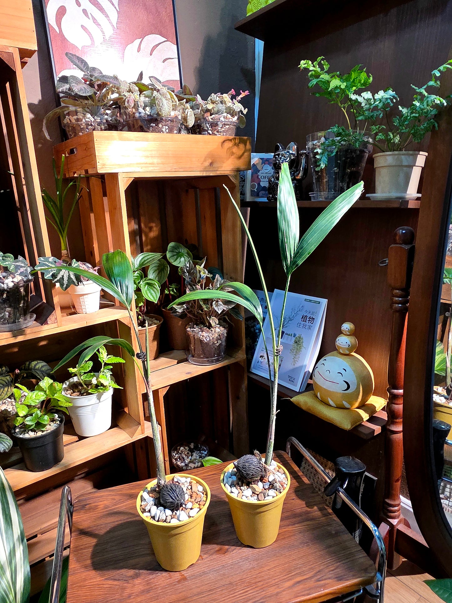 Wodyetia bifurcata 狐尾椰子