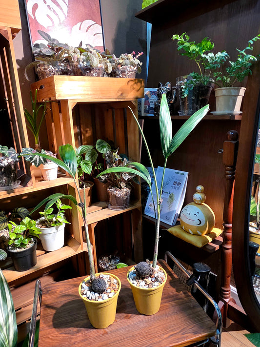 Wodyetia bifurcata 狐尾椰子